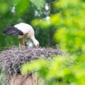 Jakie bocianie gniazdo kupić do ogrodu?