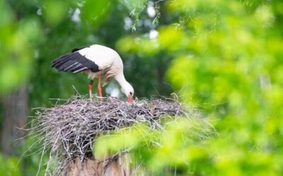 Jakie bocianie gniazdo kupić do ogrodu?