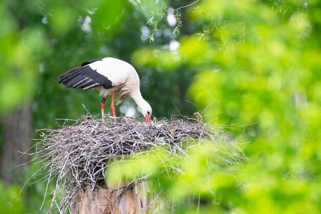 Jakie bocianie gniazdo kupić do ogrodu?